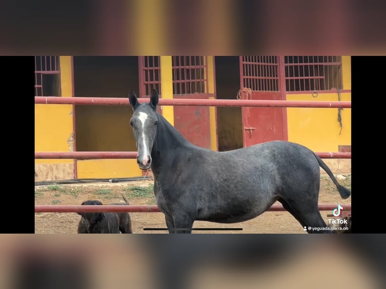 PRE Giumenta Puledri
 (09/2024) 163 cm Grigio in Galaroza