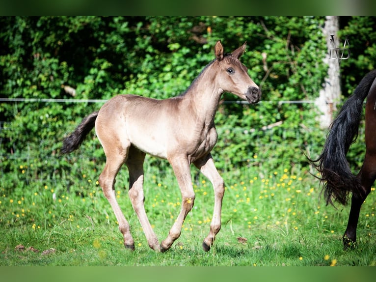 PRE Giumenta Puledri
 (04/2024) 164 cm in La Vespière-Friardel