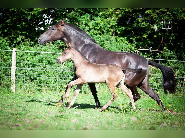 PRE Giumenta Puledri
 (04/2024) 164 cm in La Vespière-Friardel