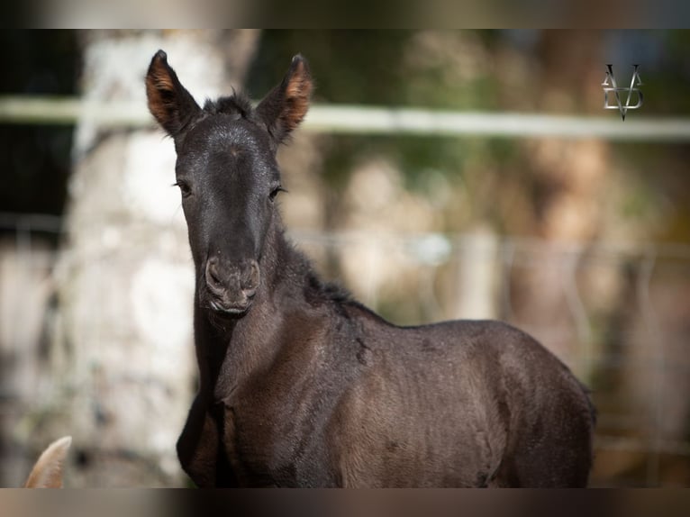 PRE Giumenta Puledri (03/2026) 165 cm Morello in LA VESPIÈRE