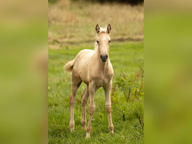 PRE Giumenta Puledri (05/2025) 165 cm Palomino in Feuchtwangen