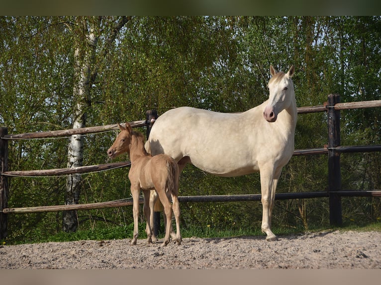 PRE Giumenta Puledri (04/2026) 165 cm Pearl in Dochamps