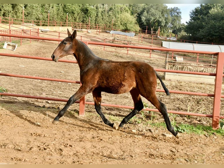 PRE Giumenta Puledri (08/2025) 166 cm Baio in Galaroza (Huelva)