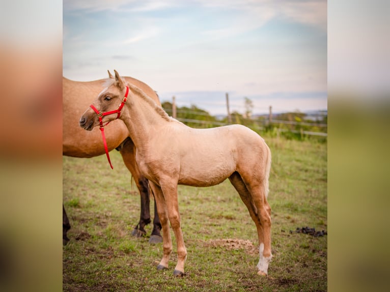 PRE Giumenta Puledri (01/2024) Palomino in Le Mans