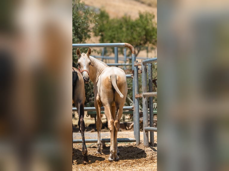 PRE Giumenta Puledri (01/2025) Palomino in Almeria