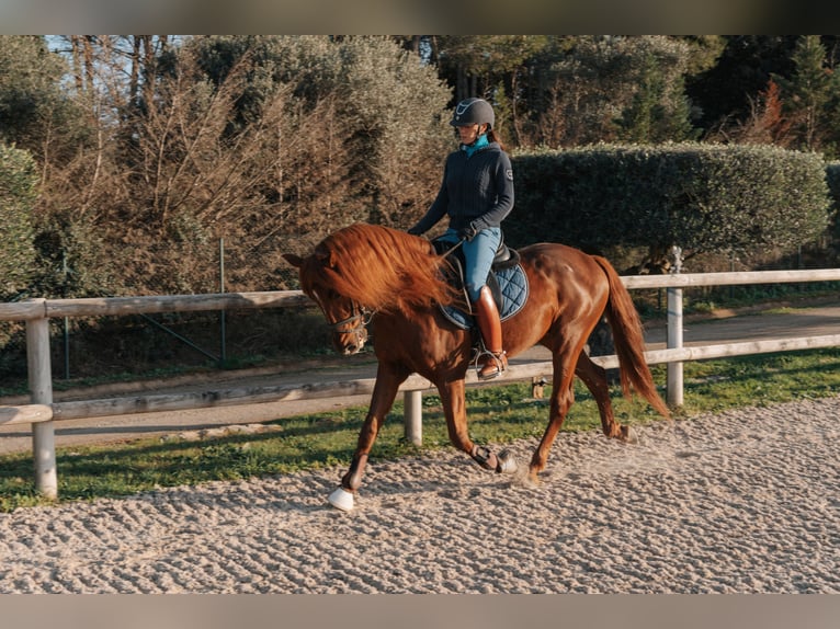 PRE Mix Hengst 10 Jaar 157 cm Roodvos in Peratallada