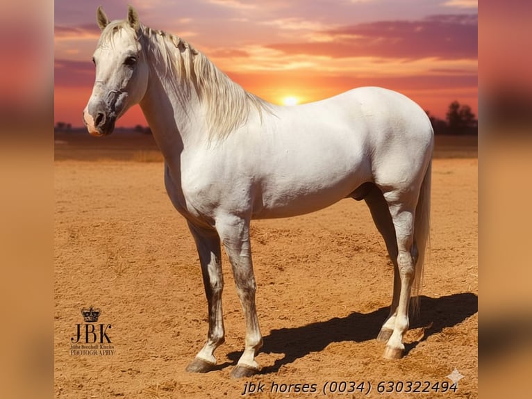 PRE Hengst 10 Jaar 158 cm Schimmel in Tabernas Almeria