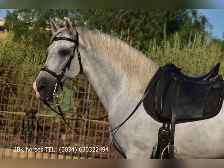 PRE Mix Hengst 10 Jaar 158 cm Schimmel in Tabernas Almeria