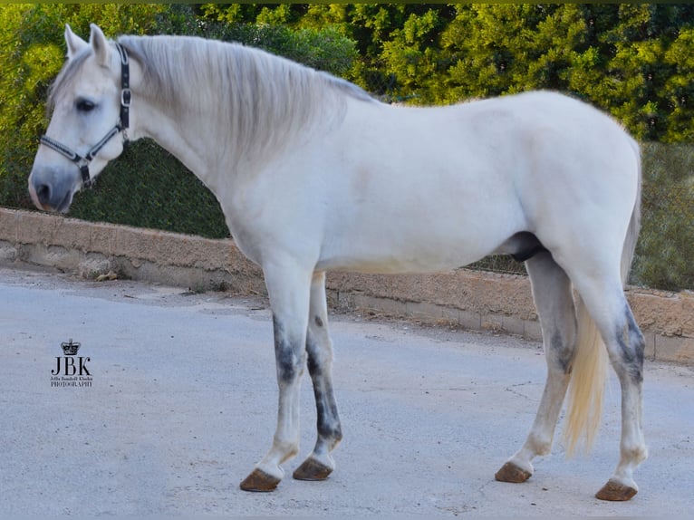 PRE Mix Hengst 10 Jaar 158 cm Schimmel in Tabernas Almeria