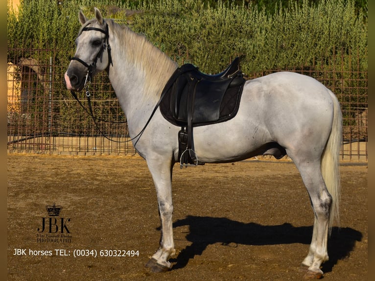 PRE Mix Hengst 10 Jaar 158 cm Schimmel in Tabernas Almeria