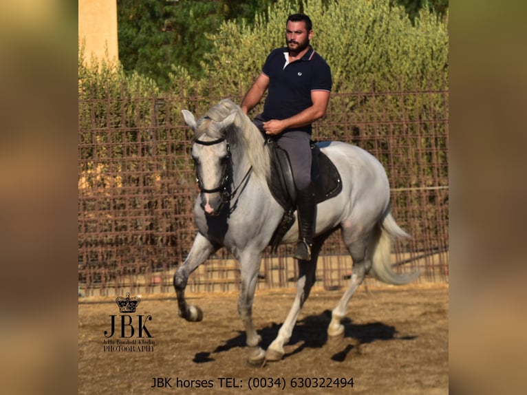 PRE Mix Hengst 10 Jaar 158 cm Schimmel in Tabernas Almeria