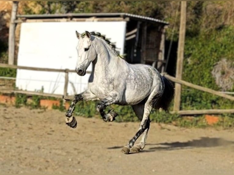 PRE Mix Hengst 10 Jaar 160 cm Appelschimmel in Viladecans