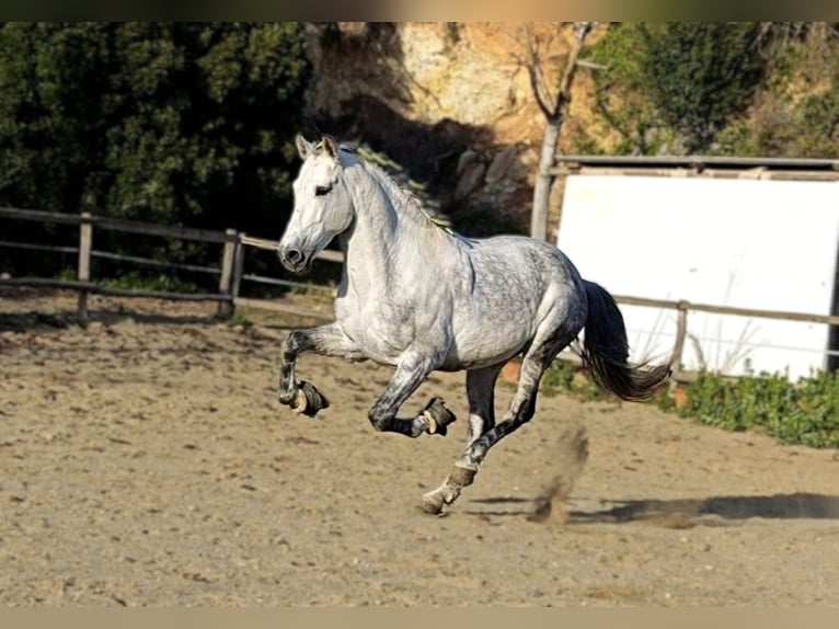 PRE Mix Hengst 10 Jaar 160 cm Appelschimmel in Viladecans