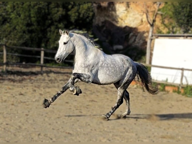 PRE Hengst 10 Jaar 160 cm Appelschimmel in Viladecans