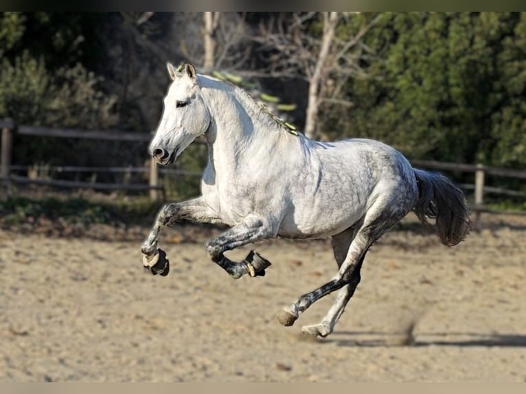 PRE Mix Hengst 10 Jaar 160 cm Appelschimmel in Viladecans