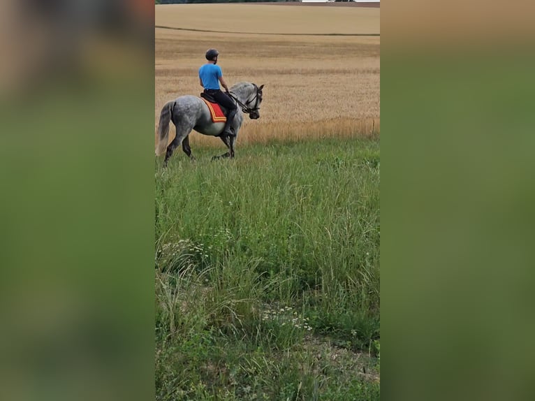 PRE Mix Hengst 10 Jaar 160 cm Schimmel in Le V&#xE9;zier