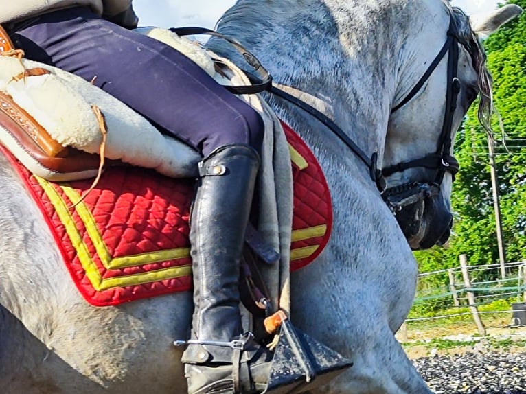 PRE Mix Hengst 10 Jaar 160 cm Schimmel in Le V&#xE9;zier