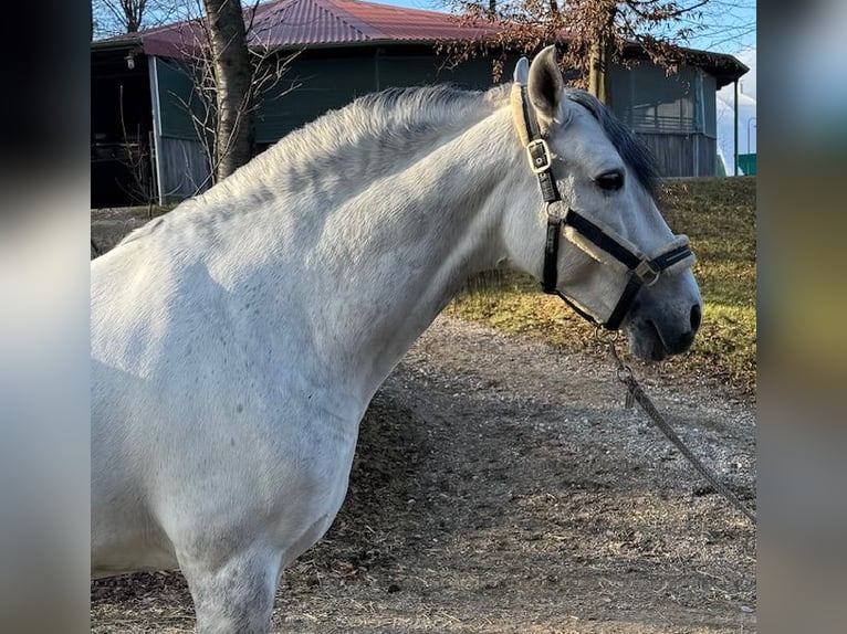 PRE Mix Hengst 10 Jaar 161 cm Appelschimmel in Jaidhof