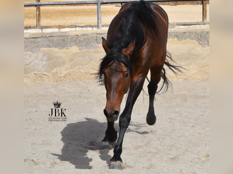 PRE Mix Hengst 10 Jaar 162 cm Bruin in Tabernas Almeria