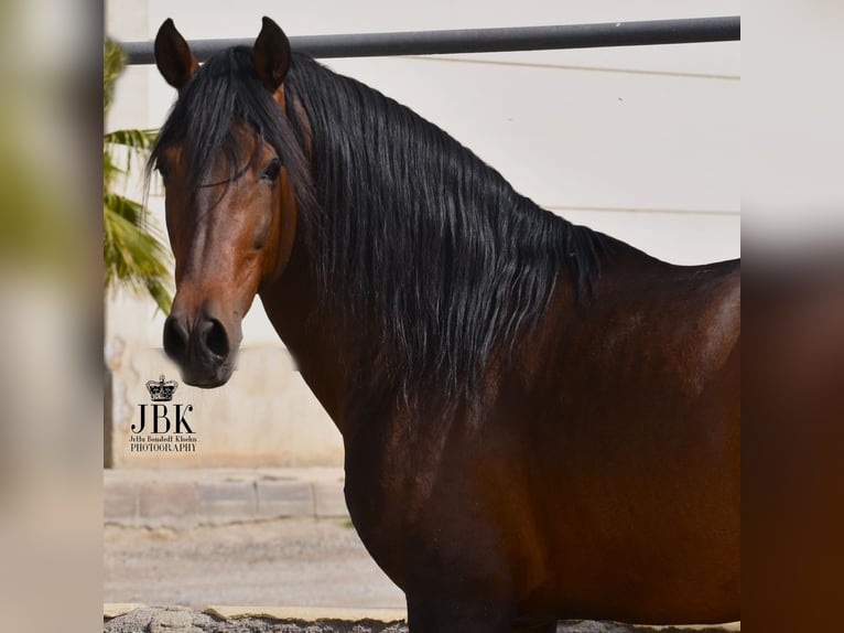 PRE Mix Hengst 10 Jaar 162 cm Bruin in Tabernas Almeria