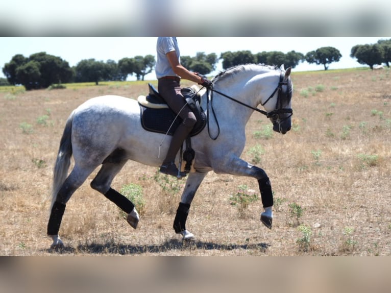 PRE Mix Hengst 10 Jaar 162 cm Schimmel in NAVAS DEL MADRONO