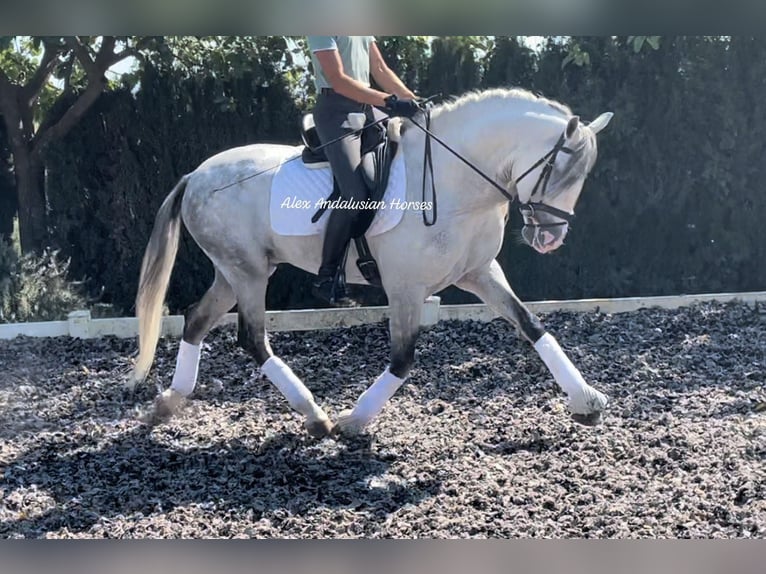 PRE Mix Hengst 10 Jaar 162 cm Schimmel in Sevilla