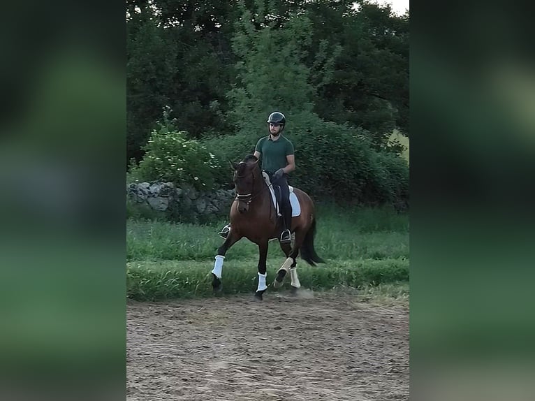 PRE Hengst 10 Jaar 163 cm Roodbruin in Navalafuente