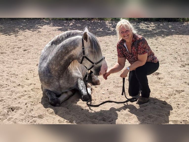PRE Hengst 10 Jaar 163 cm Schimmel in Zadar