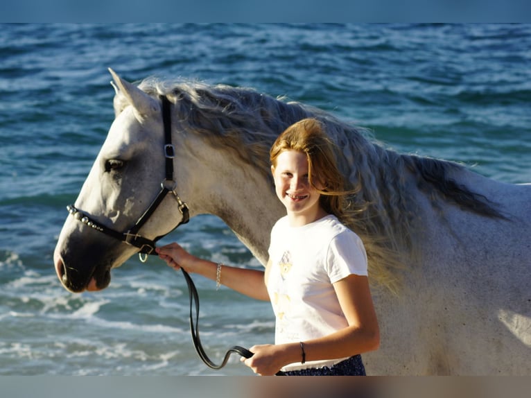 PRE Hengst 10 Jaar 163 cm Schimmel in Zadar