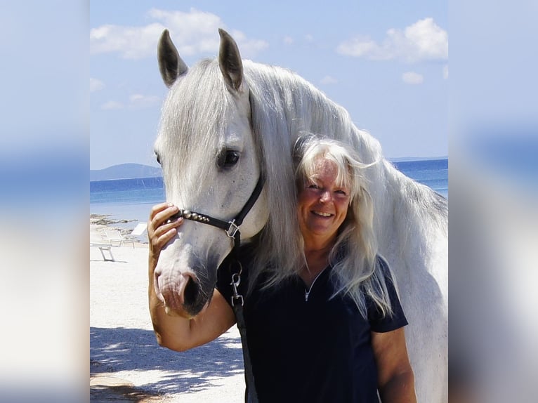 PRE Hengst 10 Jaar 163 cm Schimmel in Zadar