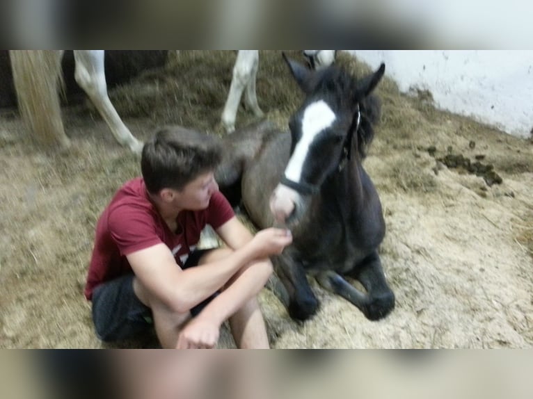 PRE Hengst 10 Jaar 163 cm Schimmel in Zadar