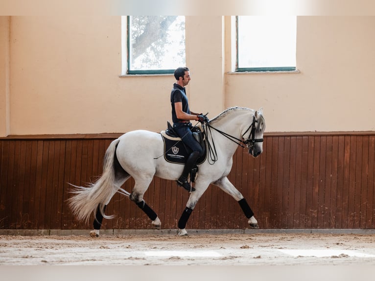 PRE Hengst 10 Jaar 164 cm Schimmel in Salamanca