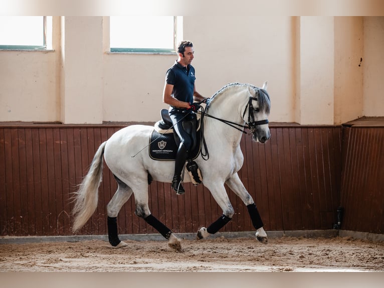 PRE Hengst 10 Jaar 164 cm Schimmel in Salamanca