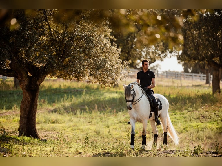 PRE Hengst 10 Jaar 164 cm Schimmel in Salamanca