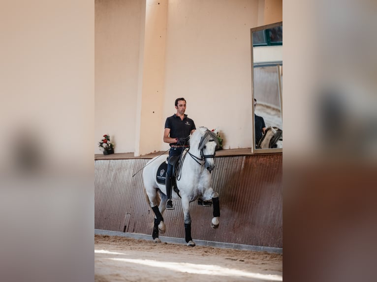 PRE Hengst 10 Jaar 164 cm Schimmel in Salamanca