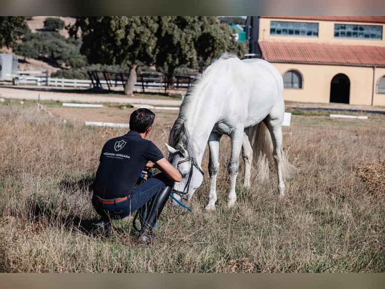 PRE Hengst 10 Jaar 164 cm Schimmel in Salamanca