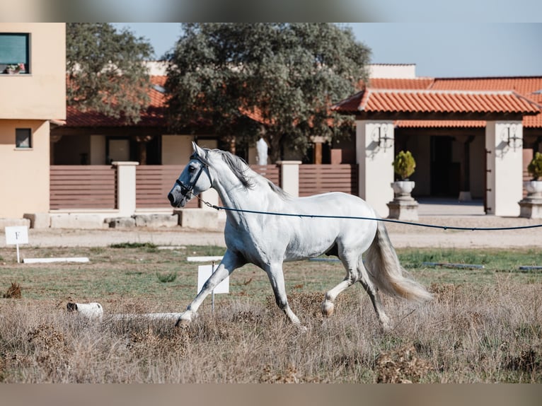 PRE Hengst 10 Jaar 164 cm Schimmel in Salamanca