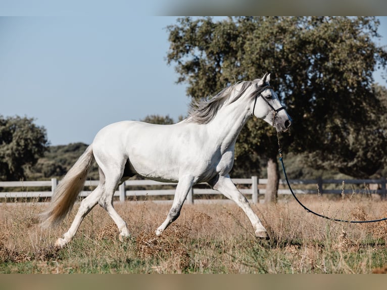 PRE Hengst 10 Jaar 164 cm Schimmel in Salamanca