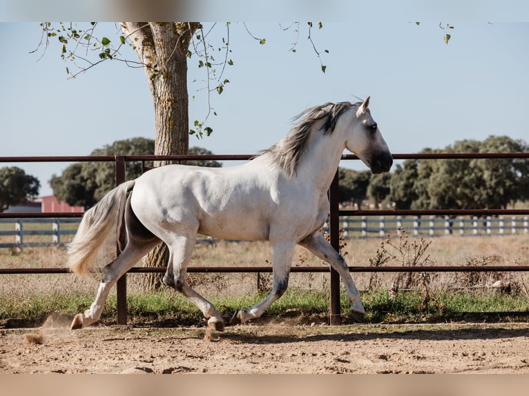 PRE Hengst 10 Jaar 164 cm Schimmel in Salamanca