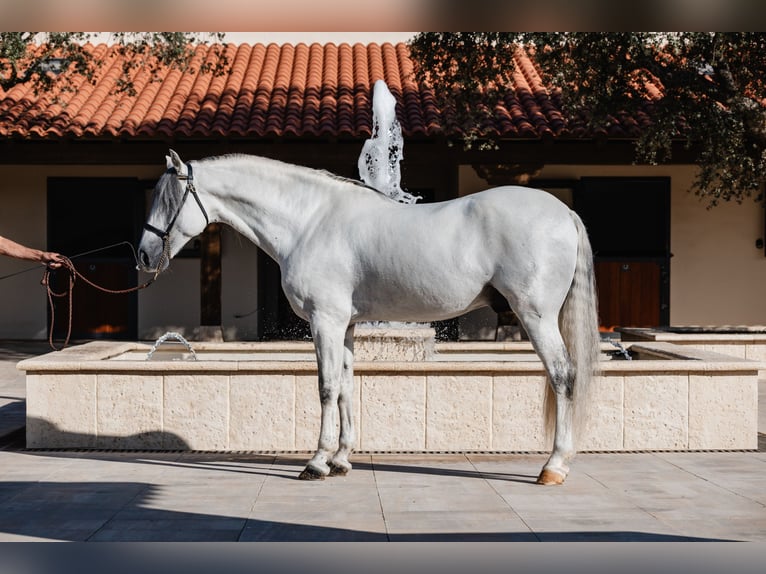 PRE Hengst 10 Jaar 164 cm Schimmel in Salamanca