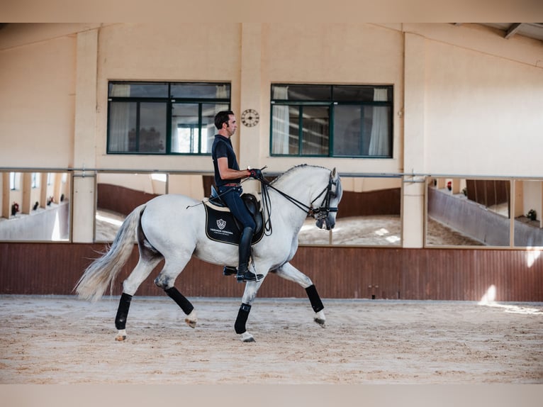 PRE Hengst 10 Jaar 164 cm Schimmel in Salamanca