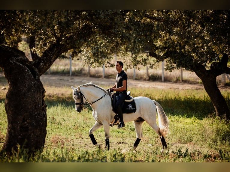 PRE Hengst 10 Jaar 164 cm Schimmel in Salamanca