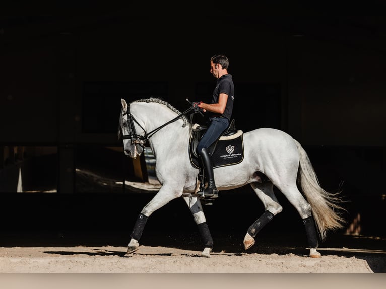 PRE Hengst 10 Jaar 164 cm Schimmel in Salamanca