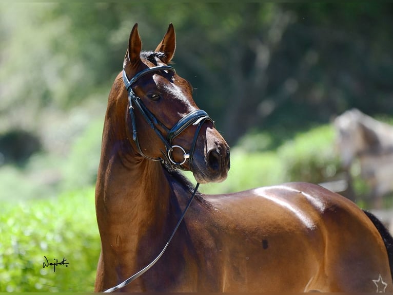 PRE Mix Hengst 10 Jaar 165 cm Bruin in Los Barrios