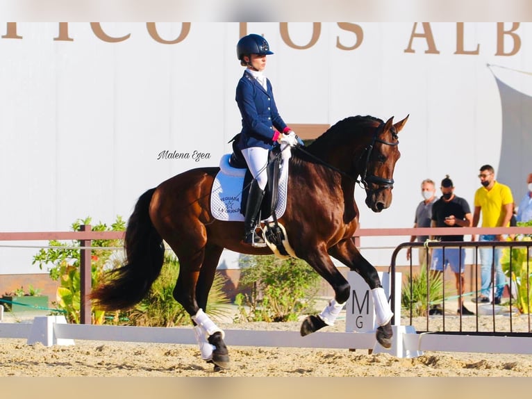 PRE Mix Hengst 10 Jaar 165 cm Bruin in Los Barrios