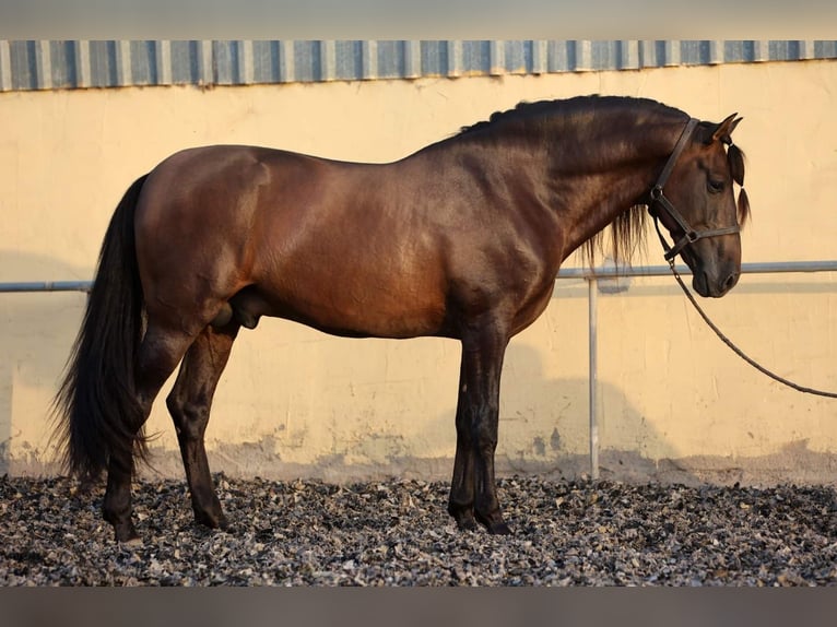 PRE Hengst 10 Jaar 165 cm Bruin in Rociana Del Condado