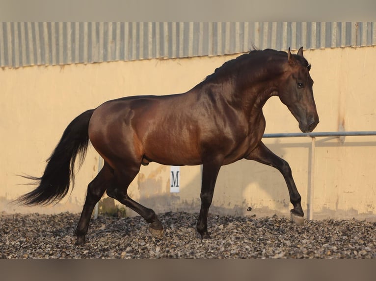 PRE Hengst 10 Jaar 165 cm Bruin in Rociana Del Condado