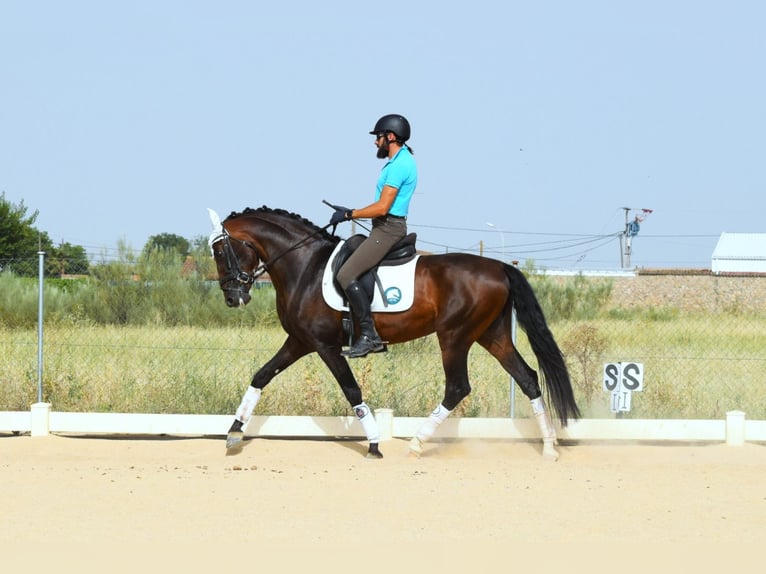 PRE Hengst 10 Jaar 165 cm Roodbruin in Navalcarnero