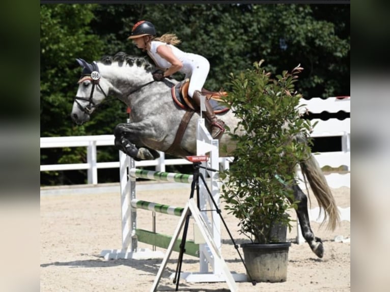 PRE Hengst 10 Jaar 165 cm Schimmel in Gundelfingen