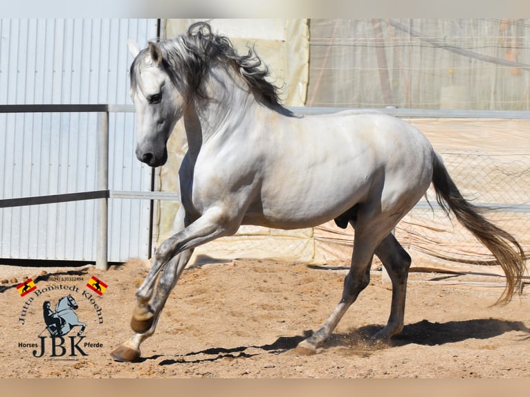 PRE Hengst 10 Jaar 166 cm Schimmel in Tabernas Almeria